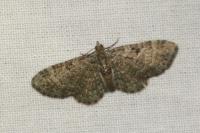 Pasiphila chloerata
