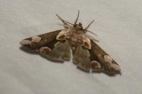 Thyatira batis