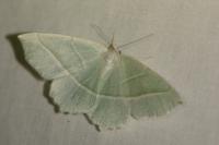 Campaea margaritaria