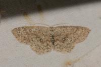 Cyclophora pendularia