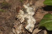 Epirrhoe rivata