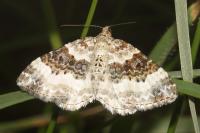 Epirrhoe rivata