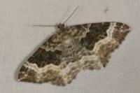 Epirrhoe alternata