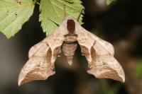 Smerinthus ocellatus