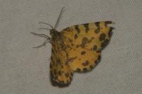 Pseudopanthera macularia