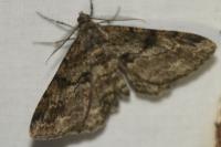 Peribatodes rhomboidaria