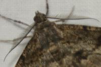 Peribatodes rhomboidaria