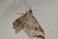 Macaria alternata