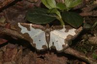 Lomaspilis marginata