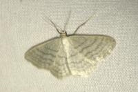 Idaea subsericeata