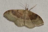 Idaea degeneraria