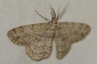 Hypomecis punctinalis