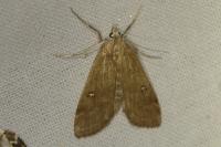 Parapoynx stratiotata