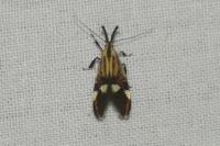 Alabonia geoffrella