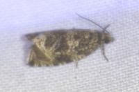 Celypha lacunana