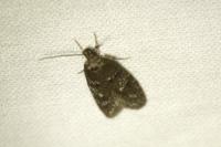 Luquetia lobella