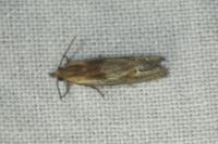 Eucosma