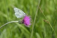 Aporia crataegi