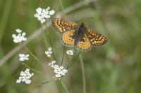 Euphydryas aurinia