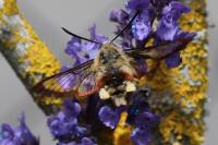 Hemaris fuciformis