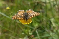 Euphydryas aurinia
