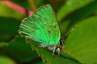 Callophrys rubi