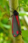 Tyria jacobaeae