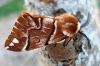 Endromis versicolora