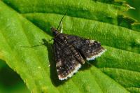 Heliothela wulfeniana