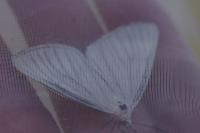 Siona lineata