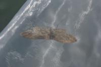 Idaea macilentaria