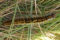 Lasiocampa trifolii