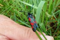 Zygaena trifolii