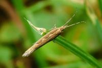 Plutella xylostella
