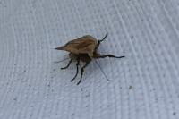 Noctua pronuba