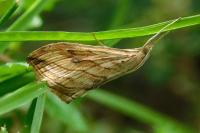 Evergestis forficalis