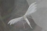 Pterophorus pentadactylus