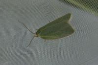 Tortrix viridana