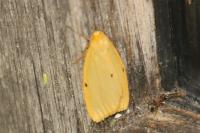 Cybosia mesomella