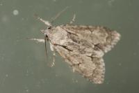 Acronicta sp (psi/tridens)