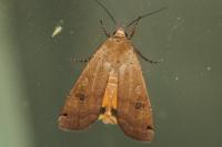 Noctua pronuba