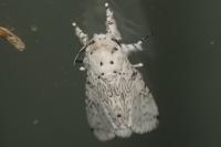 Cerura erminea