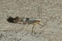 Argyresthia spinosella