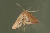 Parapoynx stratiotata