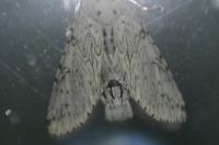 Cerura erminea