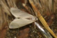 Acentria ephemerella