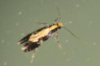 Monopis obviella