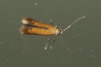 Coptotriche marginea