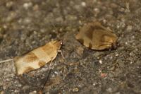 Choristoneura hebenstreitella