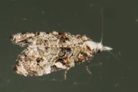 Phtheochroa rugosana